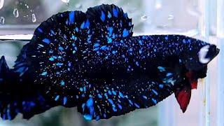 235"Most Beautiful Betta Fish: Stunning Colors & Gorgeous Betta Fish Tanks