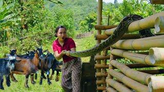 Giant python appears again. Python attacks goat. Girl faces giant python