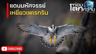 สารคดีท่องโลกกว้าง แดนมหัศจรรย์ ตอน อาณาจักรเหยี่ยวเพเรกริน | สารคดี สารคดีสัตว์โลก