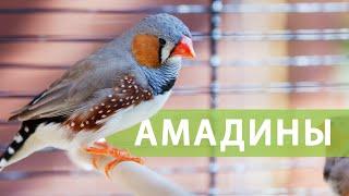 Чем кормить АМАДИН? | Корм Fiory