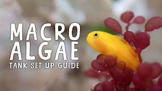 HOW TO SET UP A MACRO ALGAE TANK (STEP BY STEP GUIDE)