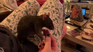 Rat eats raspberry