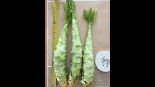 A simple guide of growing celtuce and cook it | 莴笋怎么种