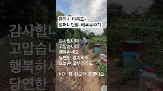 #travel #여름휴가 #통영맛집 #바다 #airbnb #해변 #아일랜드#남해여행#남도여행#통영여행#경남여행#다도해 #미륵도#통영#배추 #자연과함께 #로컬푸드#조식#맛집 #일상