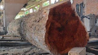 Amazing woodworking ‼ Long trembesi wood sells well in Zimbabwe at sawmills