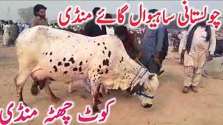 Cholistani Sahiwal Cow Mandi | Kot Chutta Mandi || Mandi Star