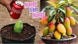 How to Grow a Mango Tree from a Mango