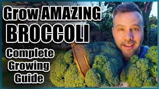 How to Grow Broccoli - Complete Guide - Seed to Harvest