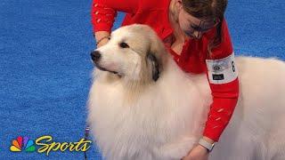 National Dog Show 2024: Working Group (Full Judging) | NBC Sports