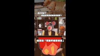 死亡可逆？ 美科學家讓死豬成功復活！ 【TODAY 看世界】#shorts