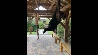 Calisthenics with a Monkey #shorts