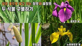 같은 꽃으로 알고 있는 창포와 꽃창포 - 두 식물 구별하기