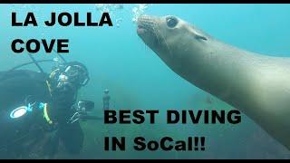 THE BEST DIVING IN SOUTHERN CALIFORNIA! LA JOLLA COVE, SEA LIONS, HARBOR SEALS, SHARKS, RAYS & MORE!