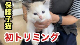 初めてのトリミングでもふもふ度が際立つ保護子猫とラブラドールのセルフトリミング