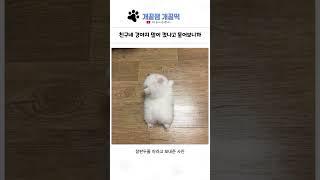 개꿀잼 동물들 17탄 ㅋㅋㅋㅋ