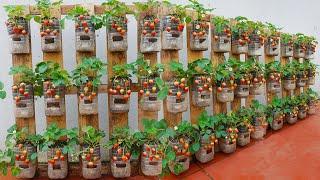 Turn pallets into extremely productive strawberry gardens. Large, sweet fruits, very good for health