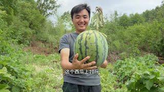 地里西瓜成熟了脆甜可口，徐三娃摘200斤摆摊，看看能卖多少钱#我的乡村生活 #养能健双效DHA