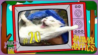 TOP 20 MOST GRUMPY ANIMALS  | Animal Antics  | Full Episode | Mucky Pup