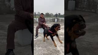 Rottweiler Daisy Protecting owner from Stranger attack#rottweiler #security #protection