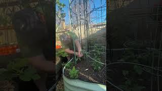 Prune Your Tomato Plants