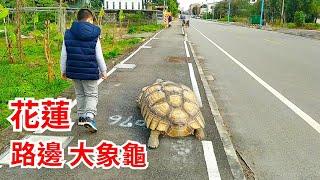 【溜龜達人】花蓮路邊大象龜-溜烏龜-溜龜師傅-溜龜仙人