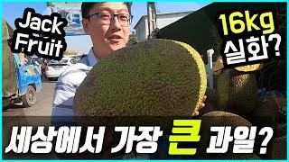 (ENG SUB) 과일하나에 16kg 실화? 세계 최대 거대 열대과일 잭프루트(Jack Fruit)의 맛, 가격, 해체 모두 보여드립니다~