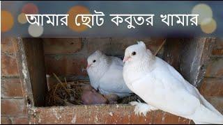 আমার ছোট কবুতর খামার | Different Types Of Pigeon | Jimy Bosak @JamunaTVbd