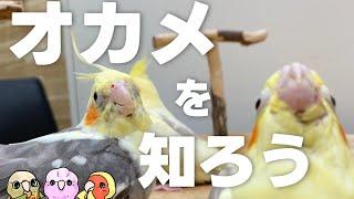 【初心者むけ】オカメインコってどんな鳥？？【こんぱまる名古屋店】