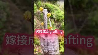 果樹嫁接成活了，長勢好，存活率也高The grafted fruit trees survived, grew well, and had a high survival rate.