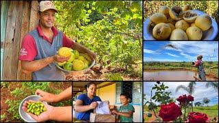 O SIMPLES PRAZER DE VIVER NA ROÇA JUNTO À FARTURA E A NATUREZA| PAULINHO RECEBEU UM PRESENTE ️