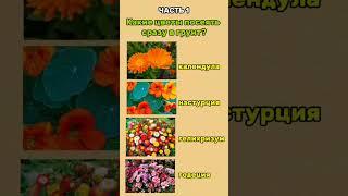 ПОСЕЙТЕ ЭТИ ЦВЕТЫ ПРЯМО В ГРУНТ! #цветы #сад #палисадник #семена