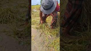 Catch fish under straw when after harvest rice by hand skills #shots #topfishing