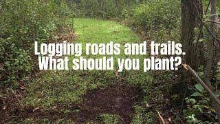 What seed should I plant on a logging road?