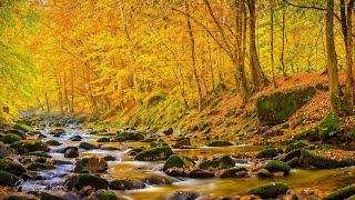 Beautiful Relaxing Music - Soothing Autumn Melodies, Mindful and Peaceful Piano Instrumental Music