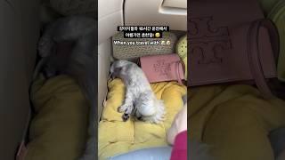 강아지들과 장거리 운전해서 여행가면 무슨일이…?! #travelwithme #dogshorts 