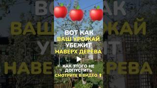 #обрезкасада #сад #садоводство #обрезкадеревьев #обрезканаурожай #обрезкаяблони #обрезкачерешни