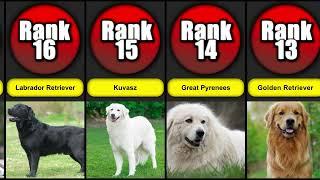 Top 23 Most Loyal Dog Breeds | Dog List