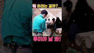 뭐 하려고...?#루이바오 #루이 #송바오