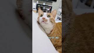 이빨야수ㅋㅋ#고양이 #귀여운고양이 #고양이영상 #냥스타그램 #cat #cats #catshorts #catvideos #catlovers #cutecat #쫄보야수