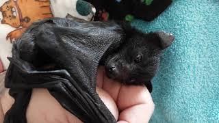 Loved James The Black Flying Fox Bat Before You'll Love Him Even More