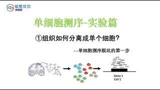 单细胞测序-实验篇-组织如何分离成单个细胞（Single cell sequencing  - how to separate tissue into single cells）？