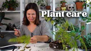 Sit down plant care - repots & pest spraying