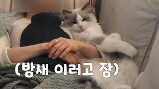 아침까지 집사 곁을 떠나지 않고 같이 자는 고양이