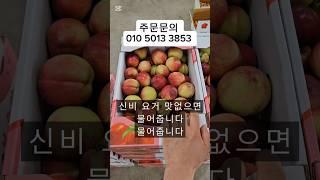 "신비복숭아, 만족 보장! 달콤함이 가득한 2주간!" #제철과일 #신비복숭아 #복숭아 #천도복숭아