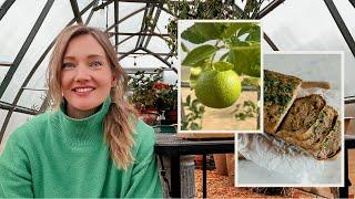 Planting & filling our greenhouse for WINTER GROWING! | Olive & Cheese Loaf | Homestead VLOG