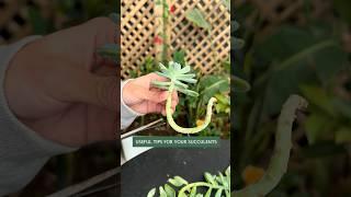 Beginner's Succulent Care: How to Propagate Succulent Plants