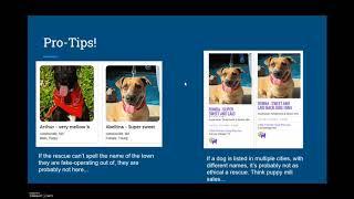 Defining Saved: Red Flags in Petfinder