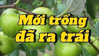 EP 197 : Cây mới trồng đã ra trái nhờ mẹo đơn giản mà đầy bất ngờ.