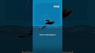 What Do Whales and Wind Turbines Have In Common?