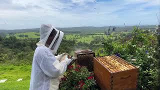 Beginner Beekeeping ��